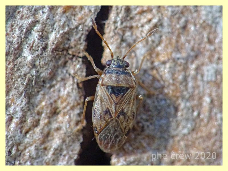 Miridae circa 3 mm su Eucalipto - Anzio - 16.2.2020 - (4).JPG