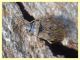 Miridae circa 3 mm su Eucalipto - Anzio - 16.2.2020 - (5).JPG