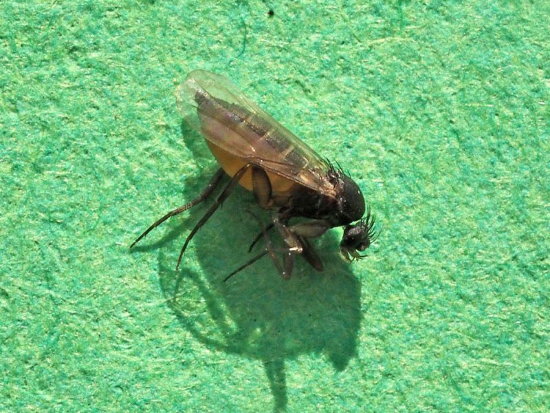 Phoridae_Megaselia_sp.jpg