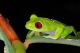 Agalychnis callidryas.CROP.EDIT.IMGP9455.jpg