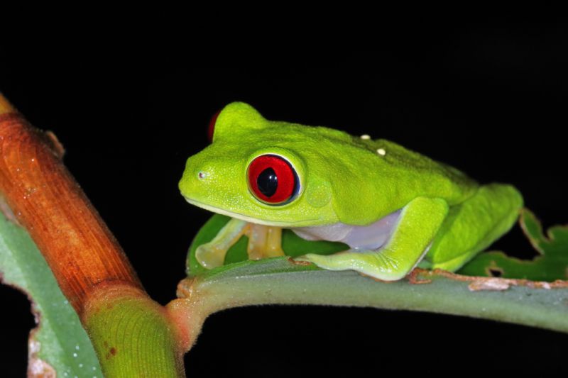 Agalychnis callidryas.CROP.EDIT.IMGP9455.jpg