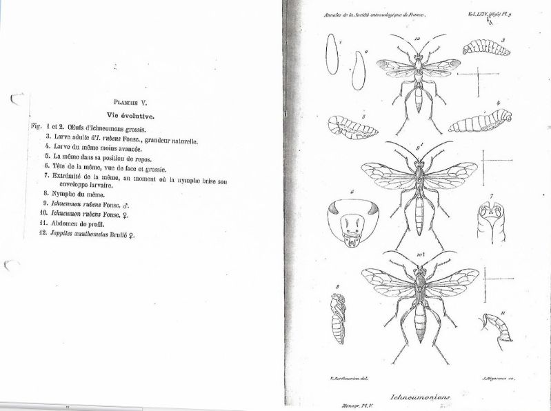 - - - -  BERTHOUMIEU - Ichneumoninae - Pl. 5 - larg. 1500 - h. 1119  .jpg
