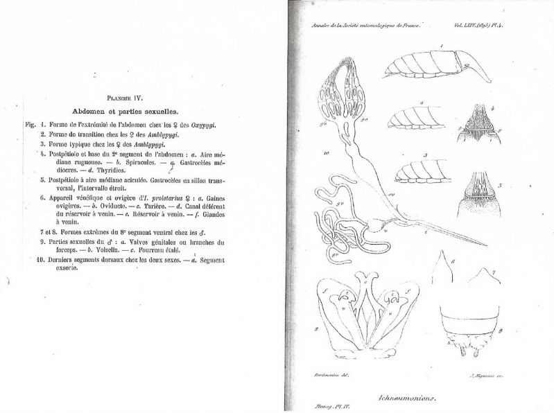 - - - -  BERTHOUMIEU - Ichneumoninae - Pl. 4 - larg. 1500 - h. 1119  .jpg