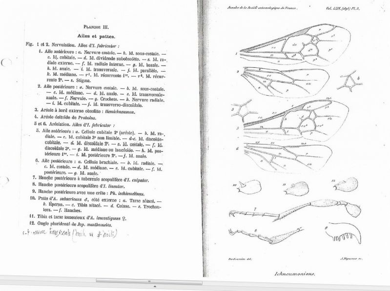 - - - -  BERTHOUMIEU - Ichneumoninae - Pl. 3 - larg. 1500 - h. 1119  .jpg