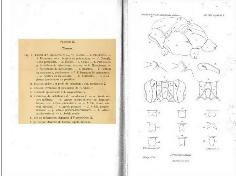 - - - -  BERTHOUMIEU - Ichneumoninae - Pl. 2  - larg. 1499 - h. 1120  .jpg