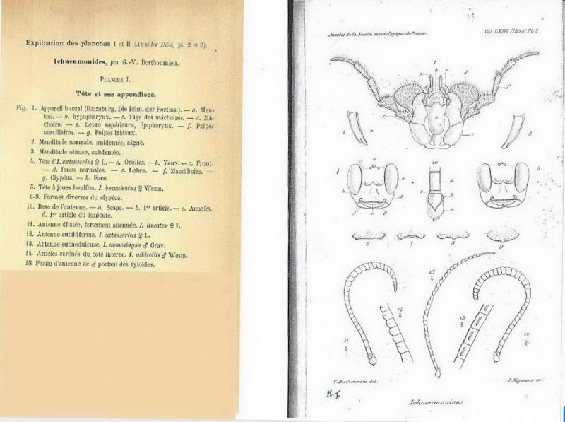 - - - -  BERTHOUMIEU - Ichneumoninae - Pl. 1 - larg. 1500 - h. 1120 .jpg