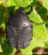 netocia morio 3.jpg