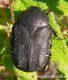 netocia morio 2.jpg