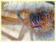 probabile Sparassidae corpo circa 12 mm. sotto corteccia di Eucalipto - Anzio 21.2.2020 - (4).JPG