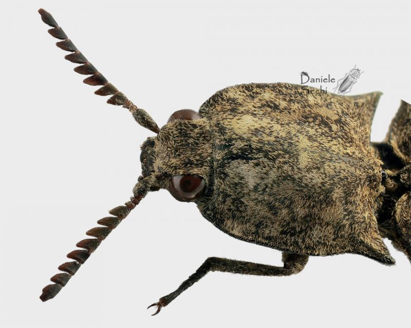 Elateridae 3 3_4.jpg