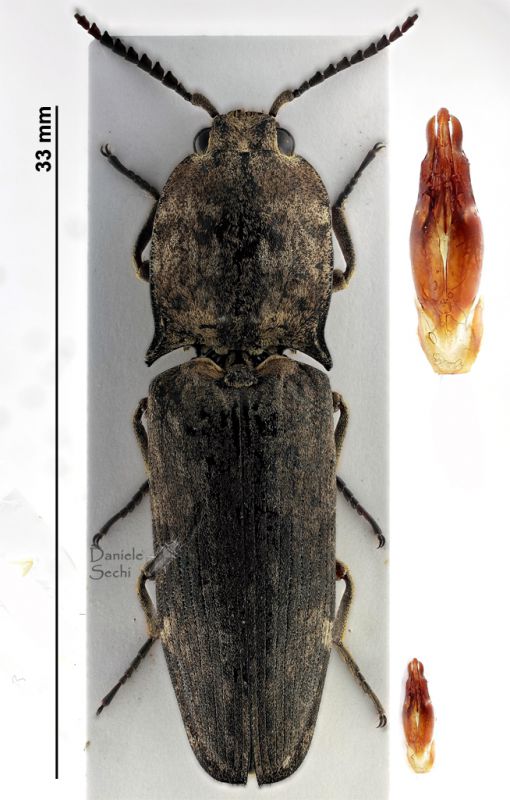 Elateridae 4.jpg