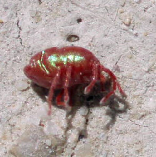 Curteria sp. 2 (22-5-10 Alfocea).jpg