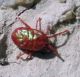 Curteria sp. 3 (22-5-10 Alfocea).jpg