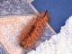Calliteara_pudibunda_larva_29_set_2019.jpg