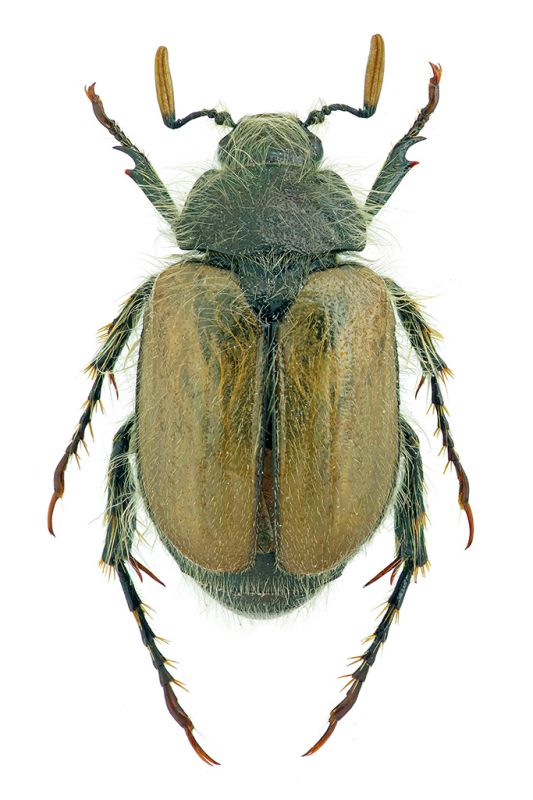 small.Blitopertha gracilipedes.jpg