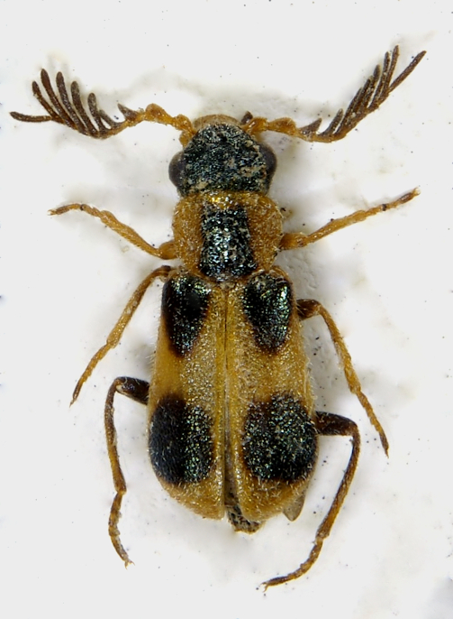 nudopectinus flabellicornis.jpg