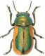 Smaragdina-limbata.jpg