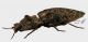 Elateridae 8 3_4.jpg