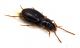 Comb2980-60zL6cr.jpg