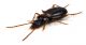 Comb2984-84zL6cr.jpg