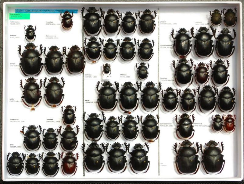 Scarabaeidae 80.JPG