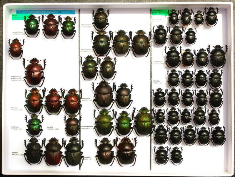 Scarabaeidae 78.JPG