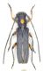 02 W_Azerbaijan Serow.jpg