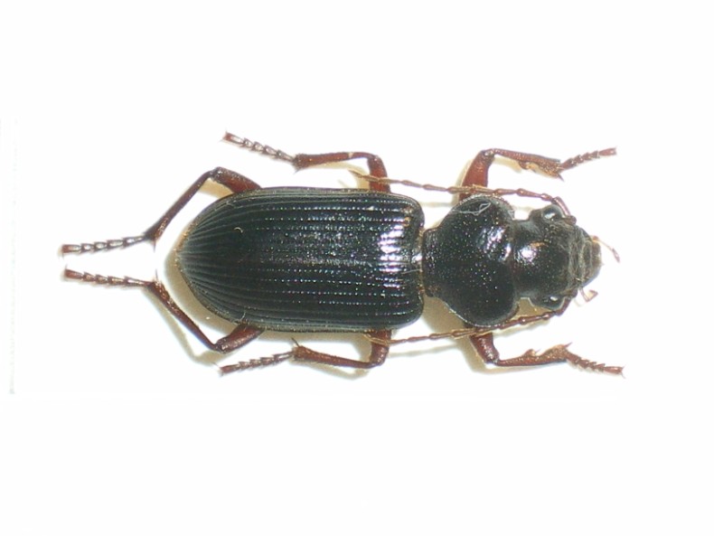 Tschitscherinellus cordatus 12-VII-09 Gallignano 1 (1).jpg