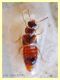 stafilino in pioppino circa 3 mm. - Anzio - 6.10.2019 - (1).JPG