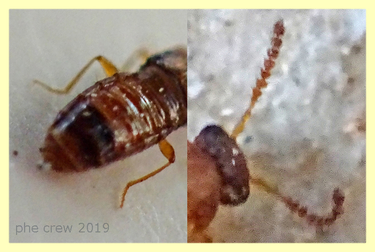 stafilino in pioppino circa 3 mm. - Anzio - 6.10.2019 - (3).JPG