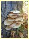 stafilino in pioppino circa 3 mm. - Anzio - 6.10.2019 - Cyclocybe cylindracea fungo ospite.JPG