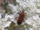 Turchia 2010_Guroymak, Emittero 234.jpg