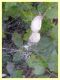 probabile Cyrtophora citricola - Roma - Riserva naturale Valle Dell' Aniene -  Viale Gottardo - 8.10.2019 - (1).JPG