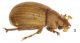 Glaresis figs 1-32.jpg