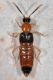 1 zyras collaris staphylinidae baronessa.jpg