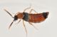 2 zyras collaris staphylinidae baronessa.jpg