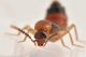 3 zyras collaris staphylinidae baronessa.jpg