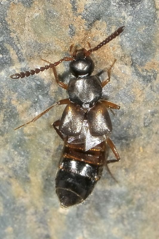 1 zyras limbatus staphylinidae monte cuneo.jpg