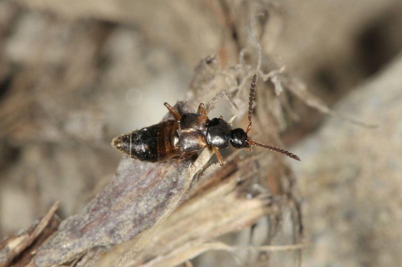 2 pella limbata staphylinidae monte cuneo.jpg