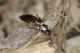 3 zyras limbatus staphylinidae monte cuneo.jpg