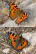 urticae_polychloros.jpg