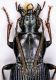 tn_Poecilus decipiens.jpg