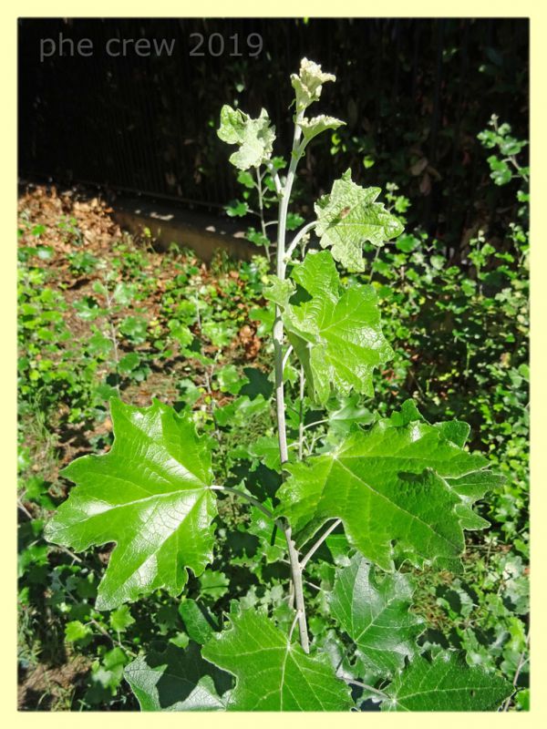 probabile Monosteira unicostata - circa 2 mm. - Roma - San Paolo - 24.9.2019 - pianta ospite.JPG
