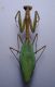 mantodea foto 567892067.jpg