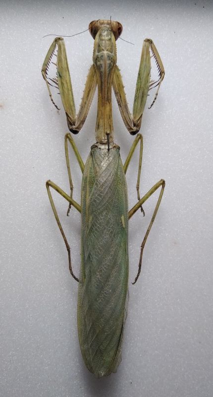 mantodea foto 5293878998.jpg