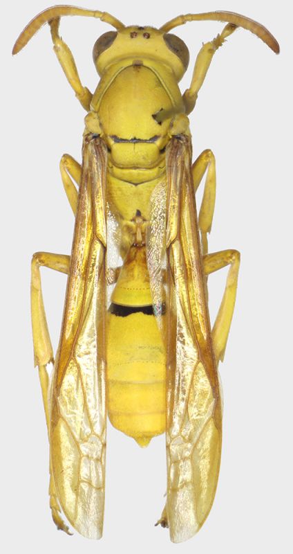 Polistes_Salomone-dorsale.FEI.jpg