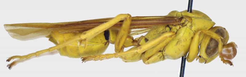 Polistes_Salomone_laterale.FEI.jpg