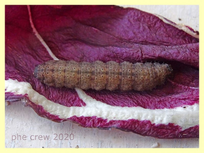 19.3.2020 - 18 mm. larva superstite (9).JPG