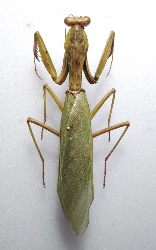 mantodea foto 8074603689.jpg