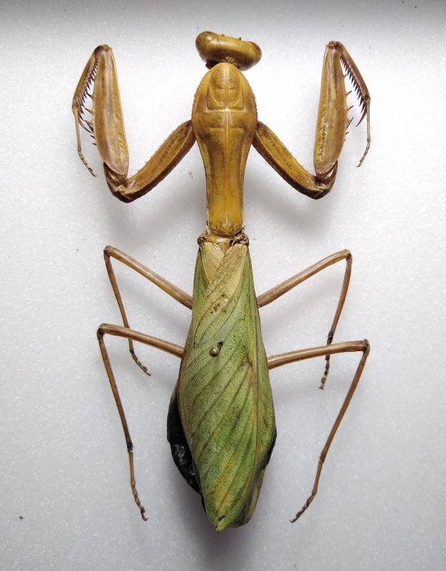 mantodea foto 7633759639.jpg